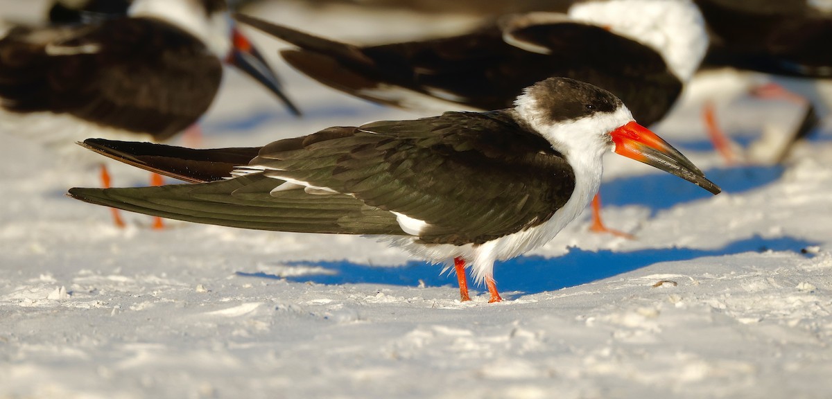 Black Skimmer - ML647068418