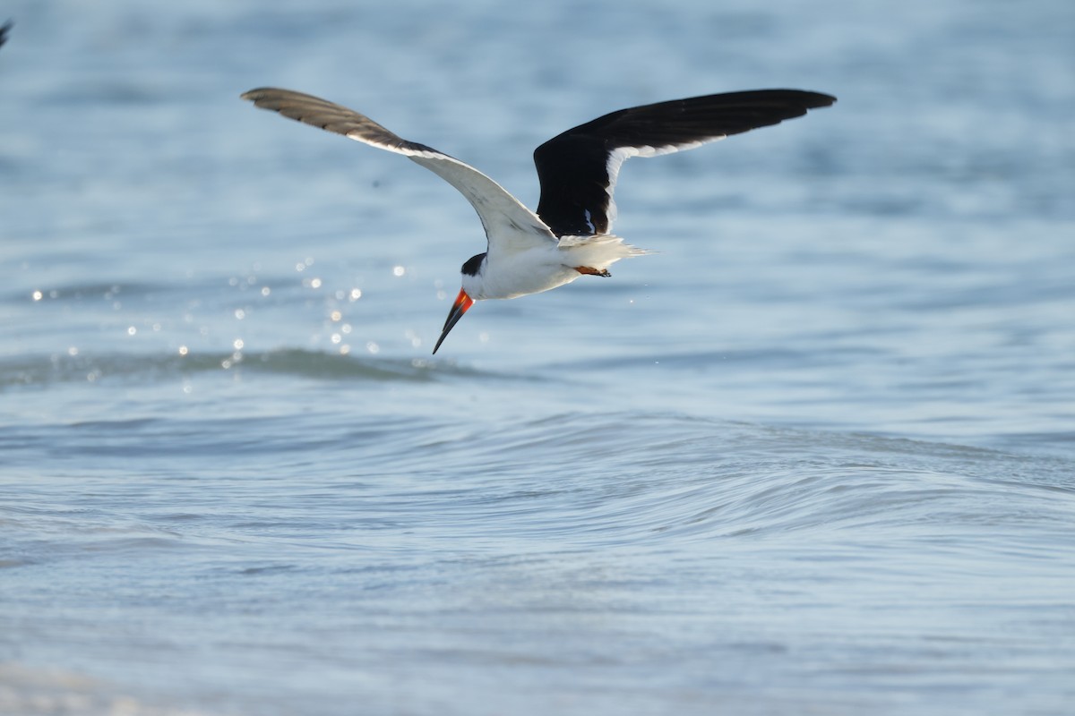 Black Skimmer - ML647068422