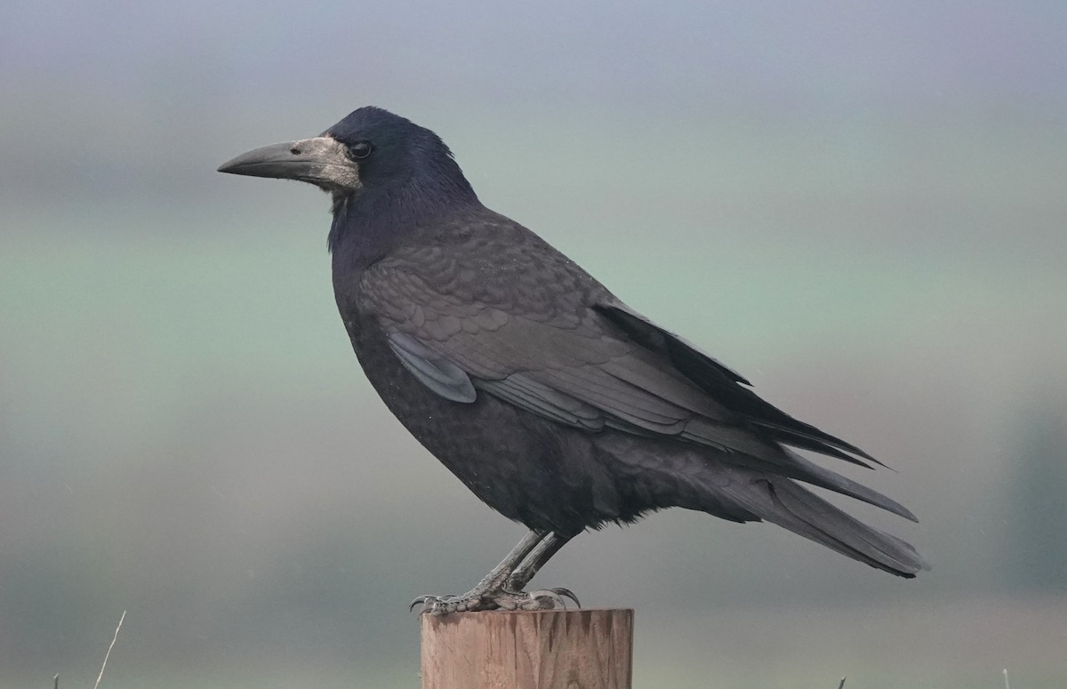 Ekin Kargası - ML647068439