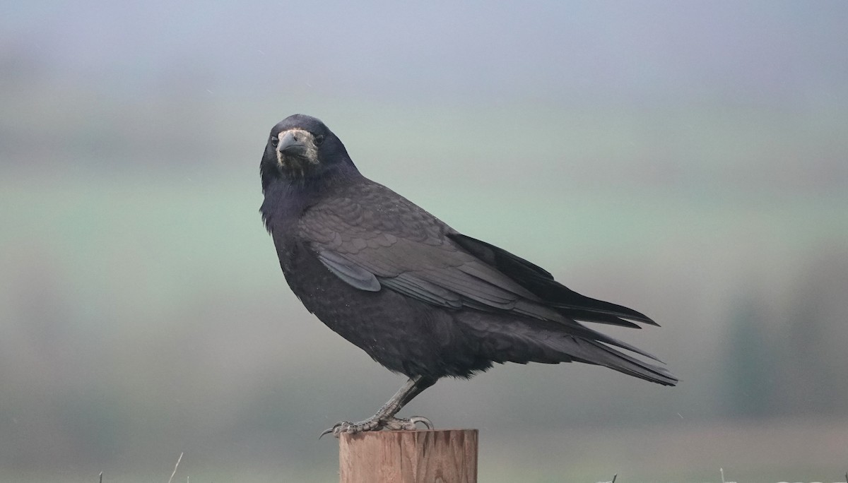 Ekin Kargası - ML647068440