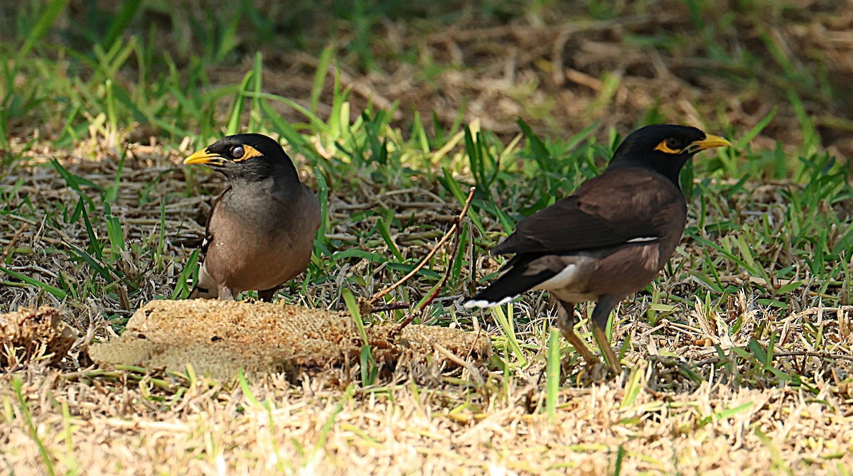 majna obecná - ML647068441