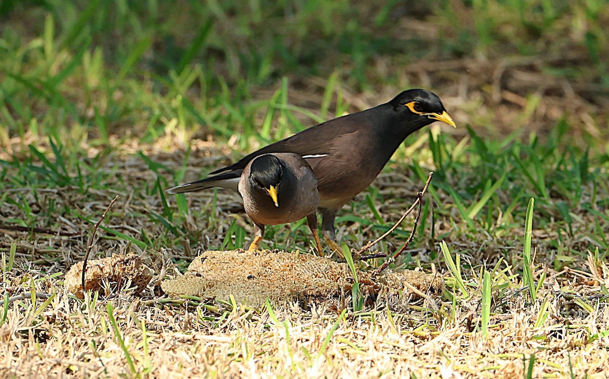 majna obecná - ML647068442