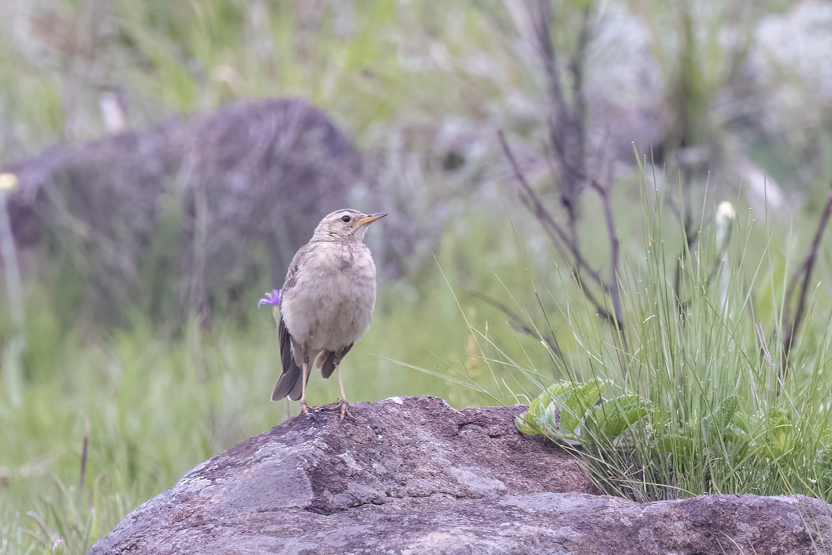 Nicholson's Pipit - ML647068443