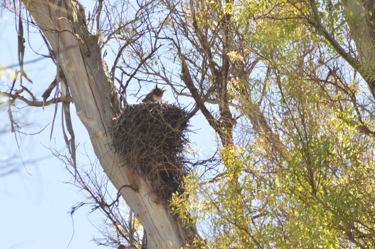 Пугач віргінський - ML647068445