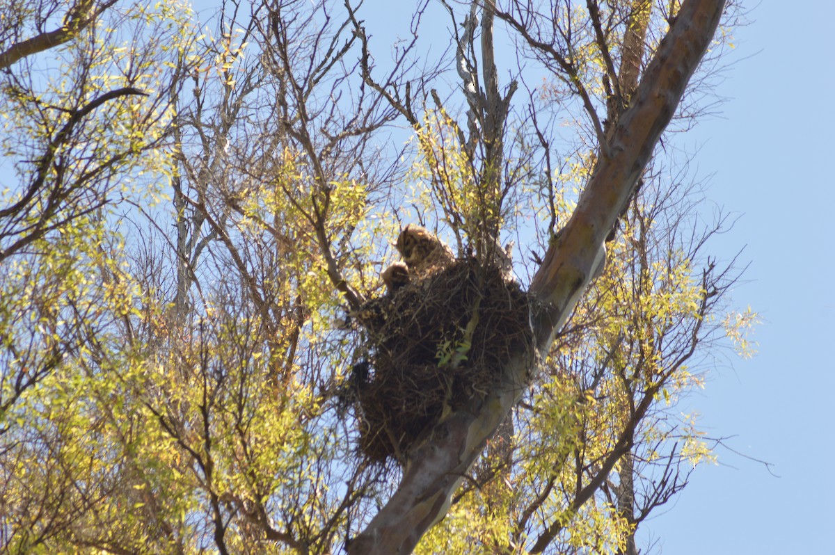 Пугач віргінський - ML647068446