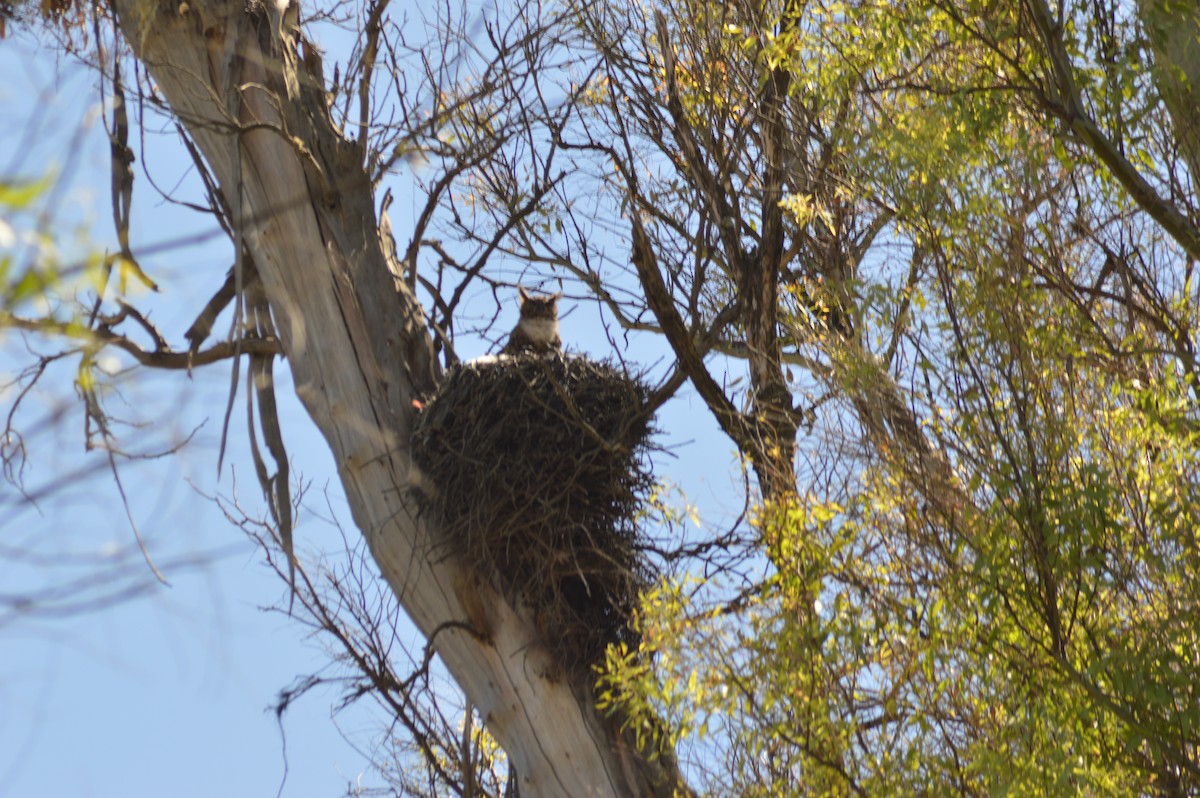 Пугач віргінський - ML647068448