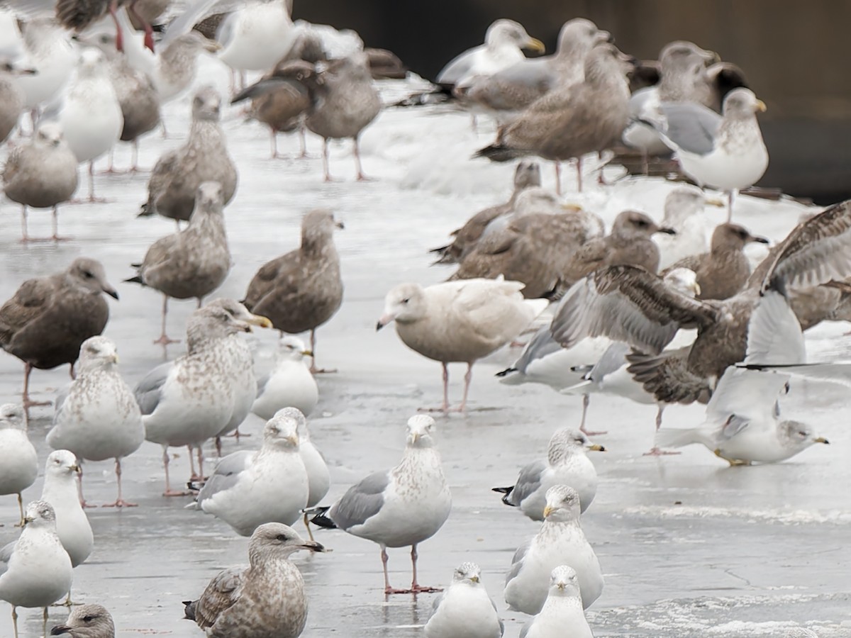 Glaucous Gull - ML647068451