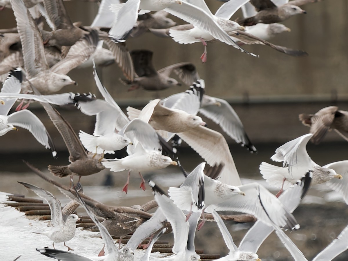 Glaucous Gull - ML647068452