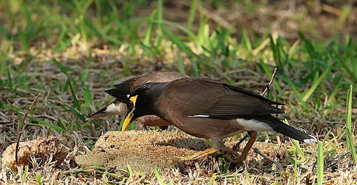 majna obecná - ML647068453