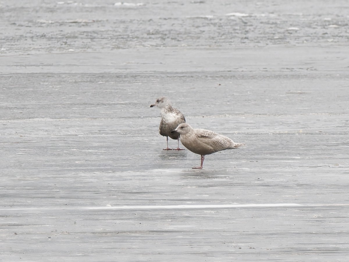 アイスランドカモメ - ML647068455