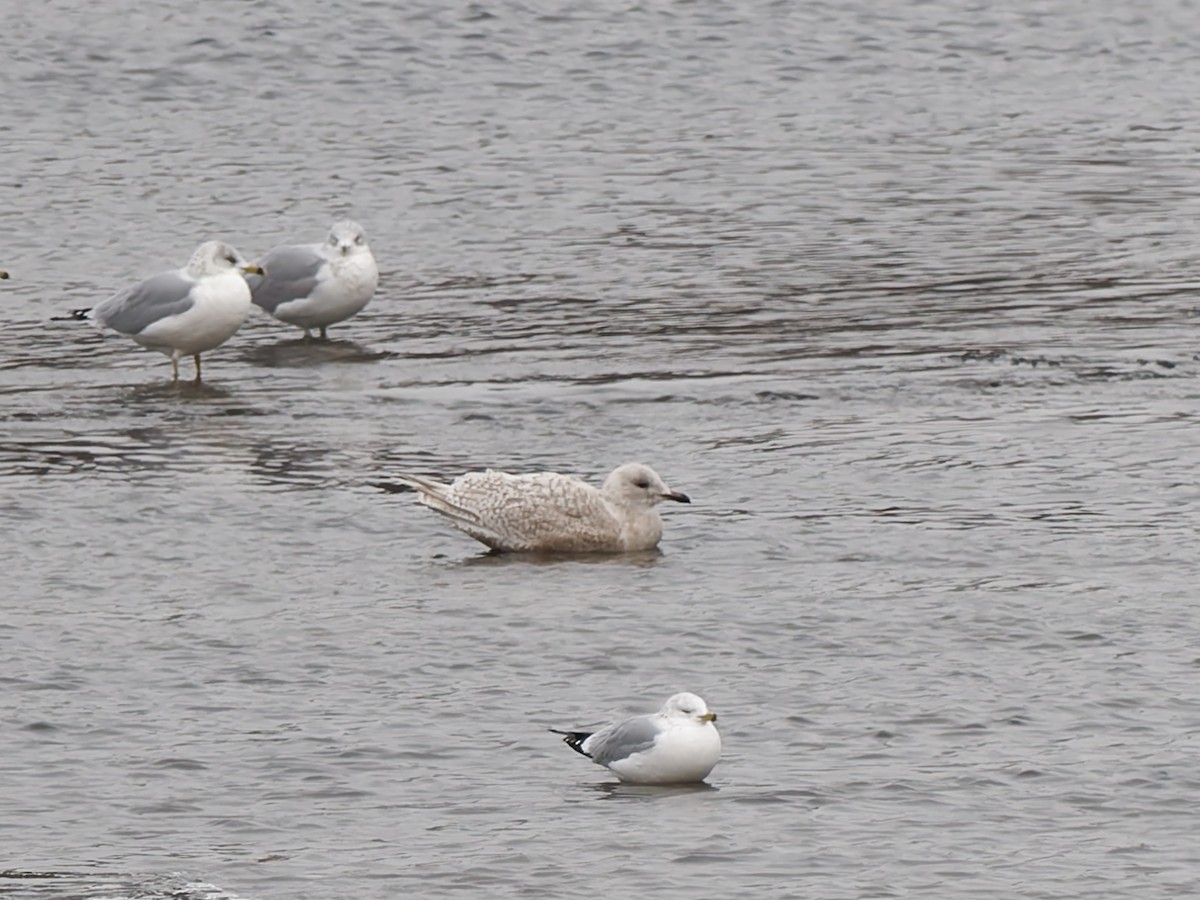 アイスランドカモメ - ML647068456