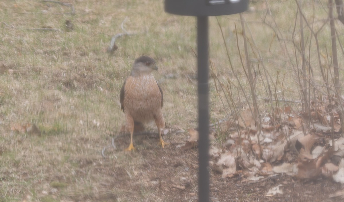 Cooper's Hawk - ML647068488