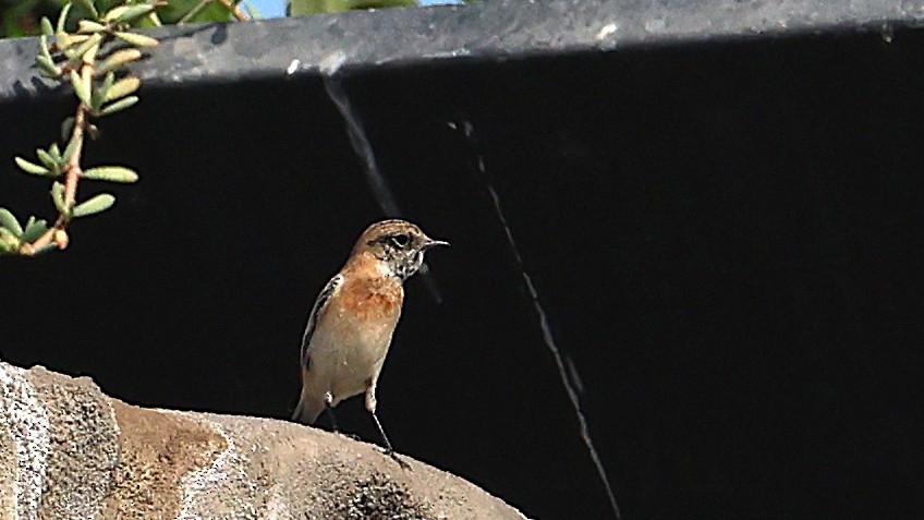 bramborníček sibiřský - ML647068498