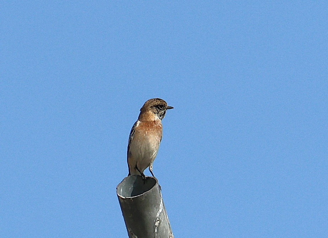 bramborníček sibiřský - ML647068499