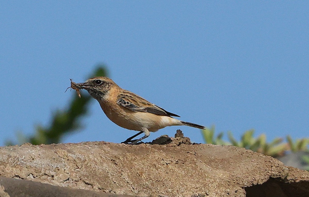 bramborníček sibiřský - ML647068500