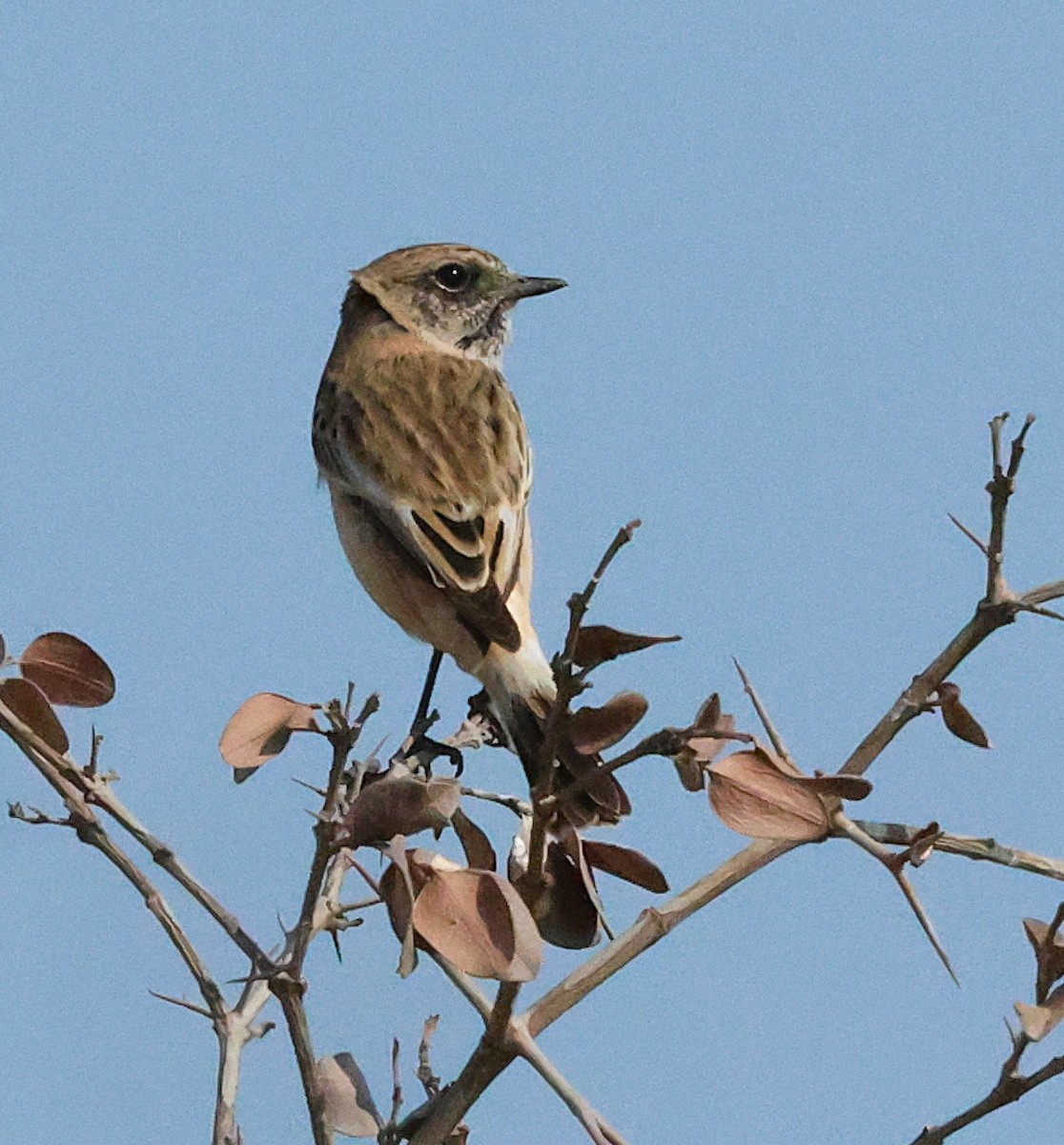 bramborníček sibiřský - ML647068501