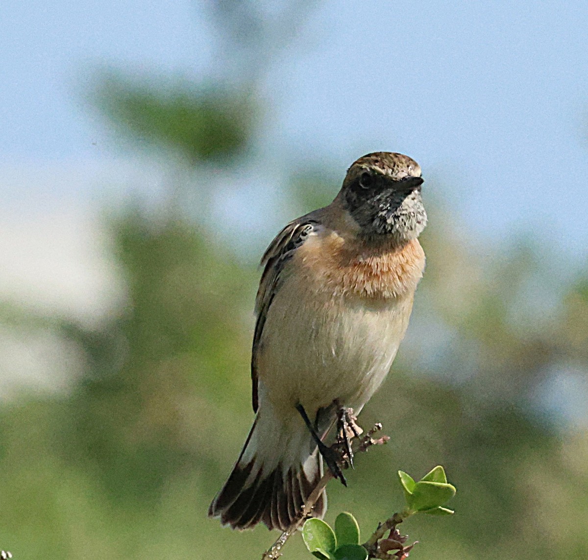 bramborníček sibiřský - ML647068502