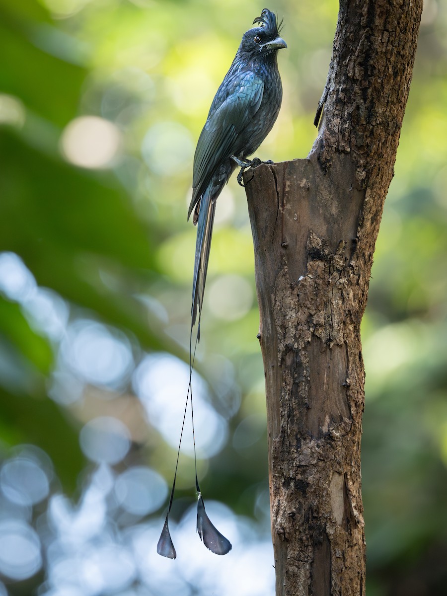 Greater Racket-tailed Drongo - ML647068522