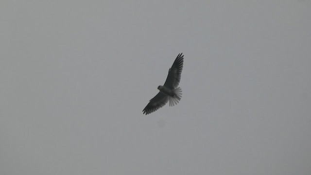 黑翅鳶 - ML647068523