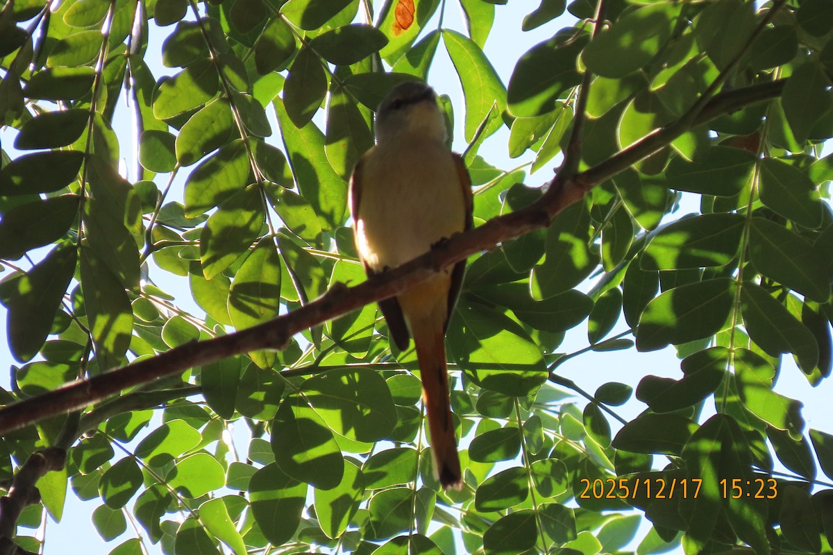 Zwergmennigvogel - ML647068540