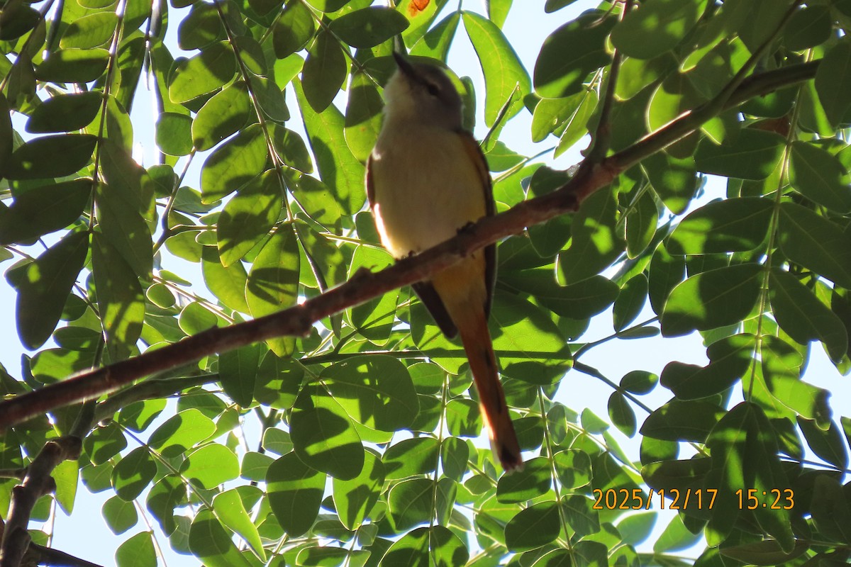 Zwergmennigvogel - ML647068541