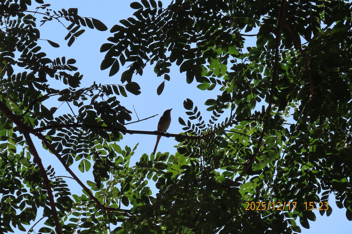 Zwergmennigvogel - ML647068542