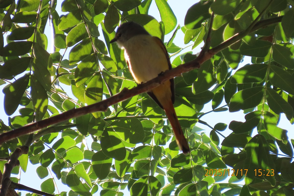 Zwergmennigvogel - ML647068543