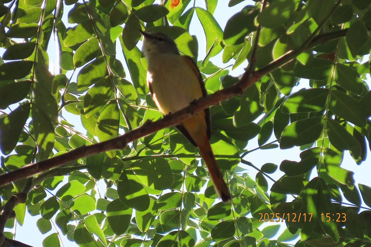 Zwergmennigvogel - ML647068544