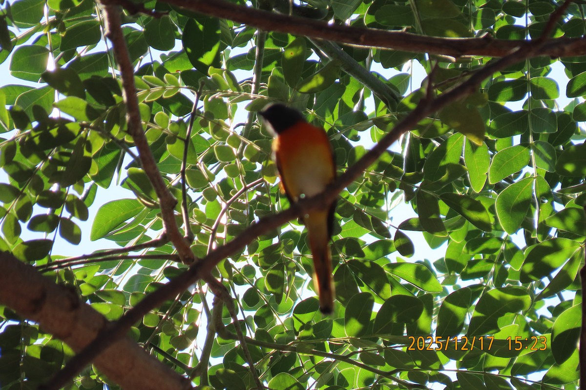 Zwergmennigvogel - ML647068545