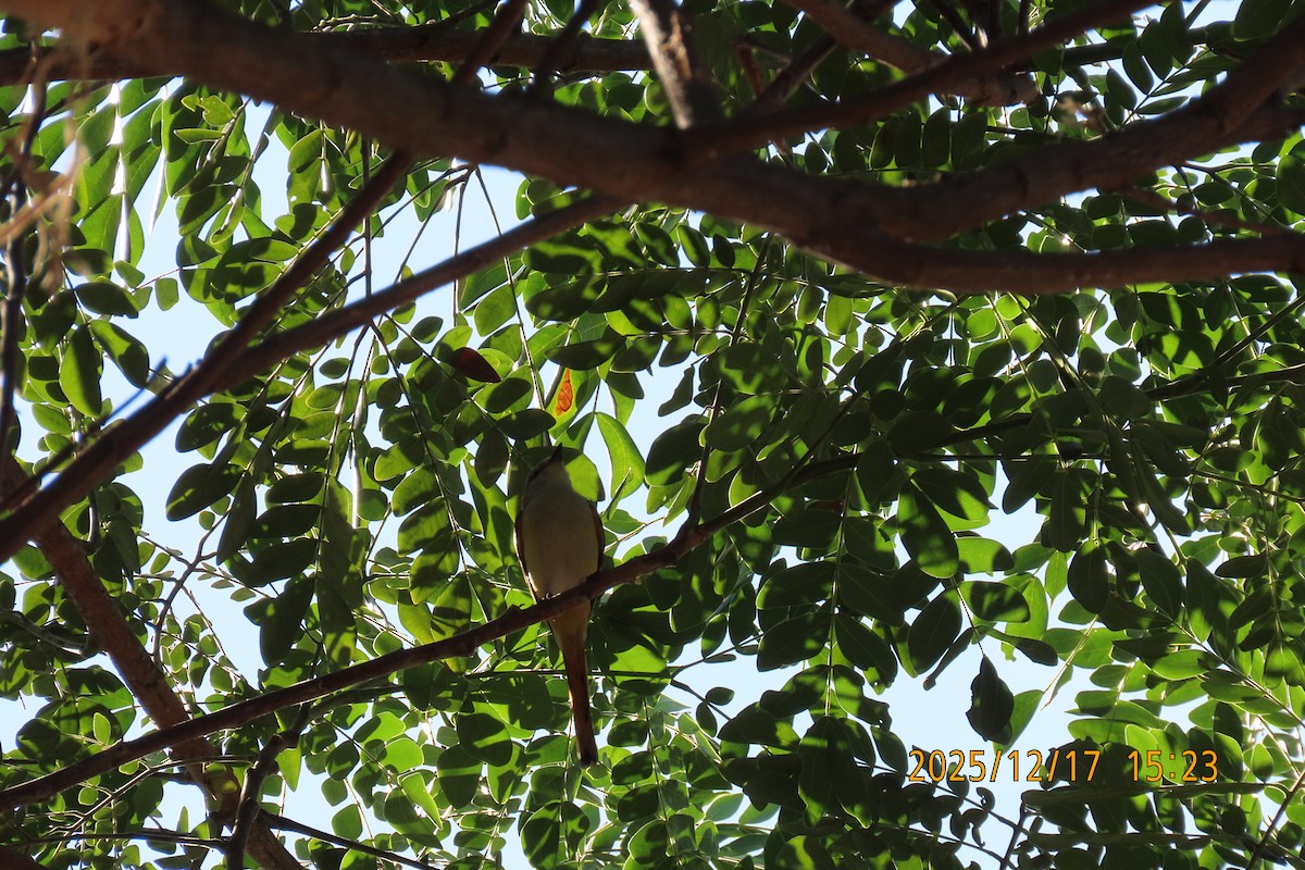 Zwergmennigvogel - ML647068546