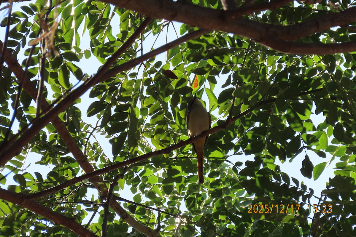 Zwergmennigvogel - ML647068547