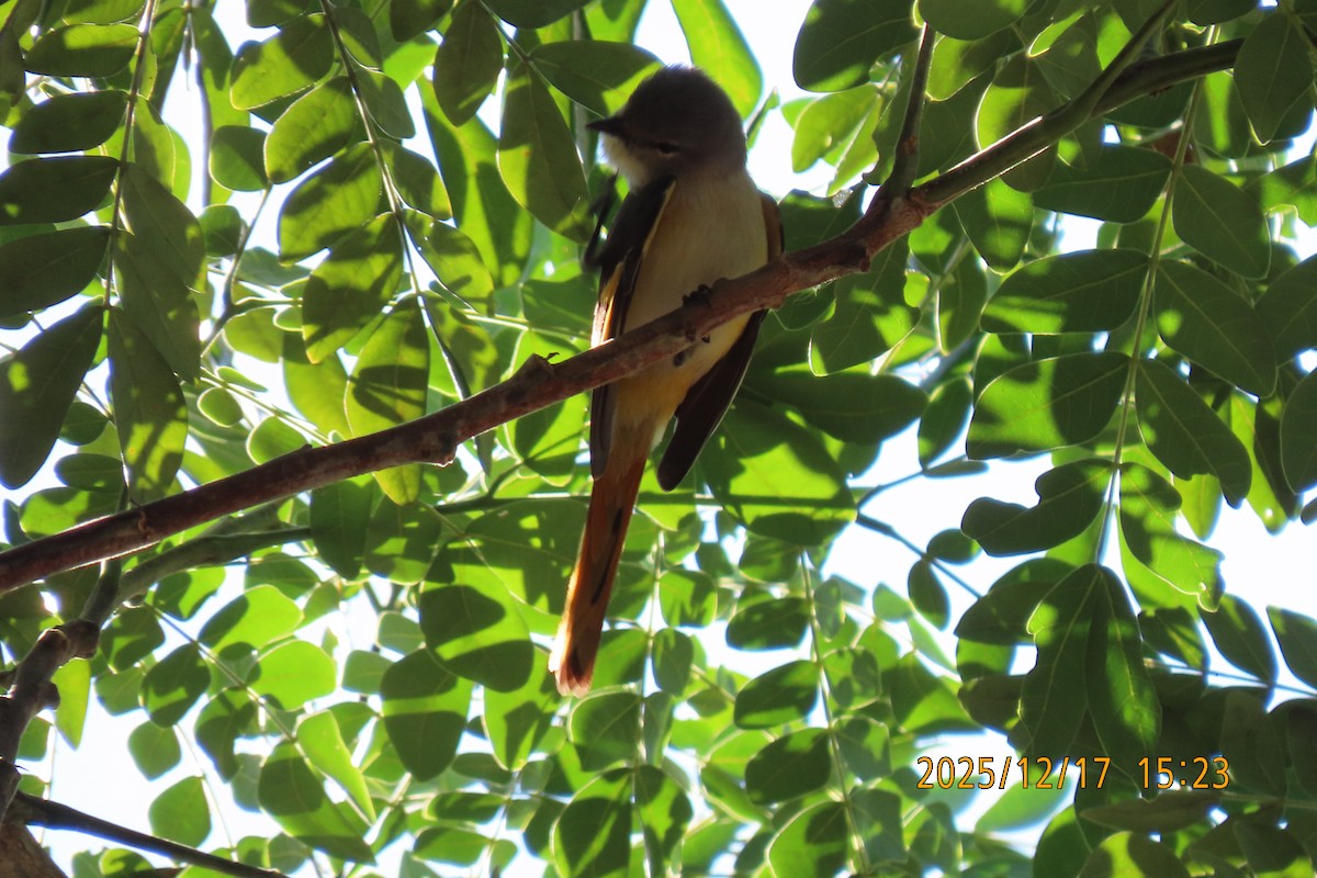 Zwergmennigvogel - ML647068548