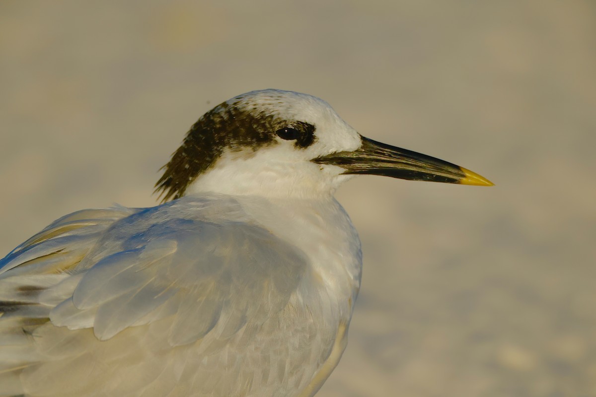 Sandwich Tern - ML647068555