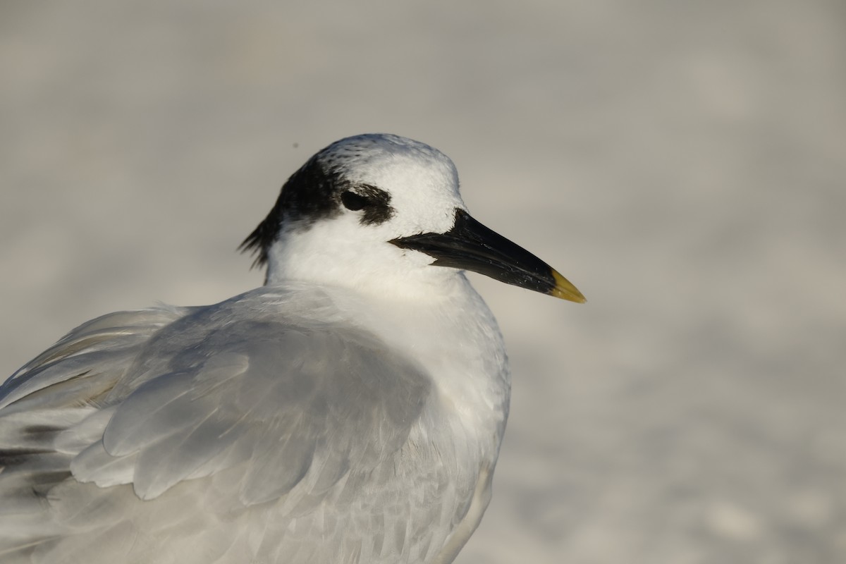 Sandwich Tern - ML647068556