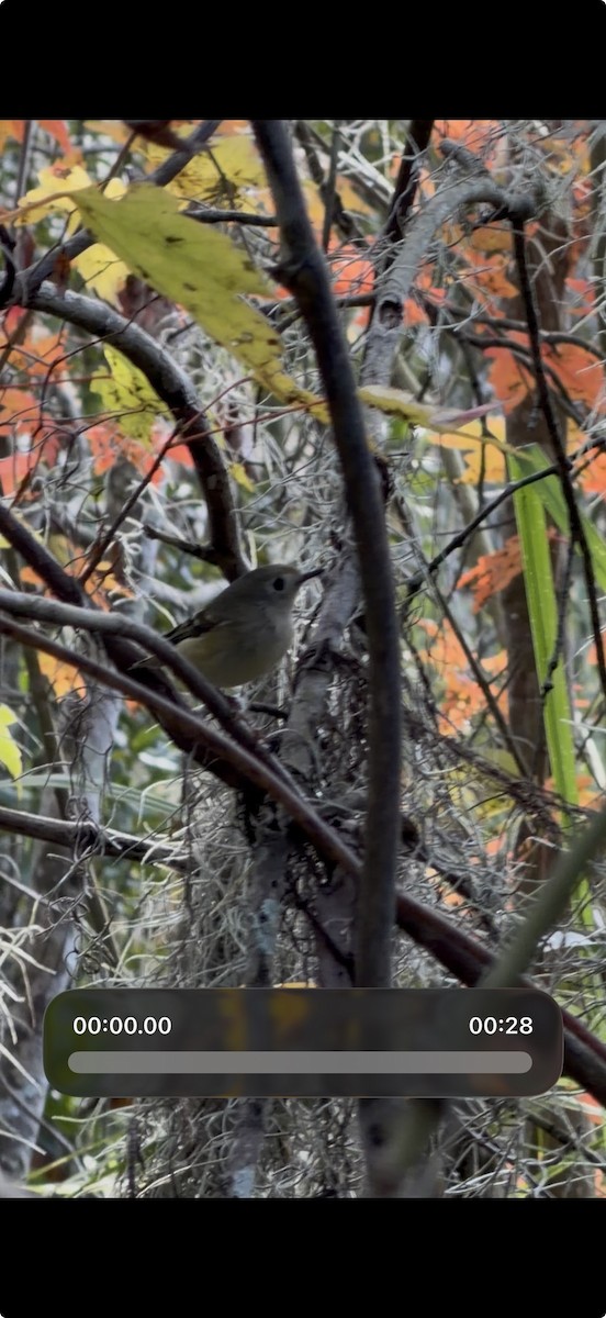 Ruby-crowned Kinglet - ML647068564