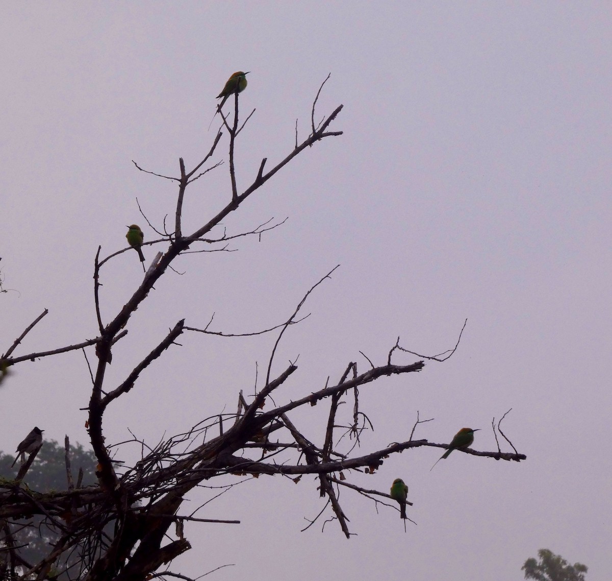 Asian Green Bee-eater - ML647068566