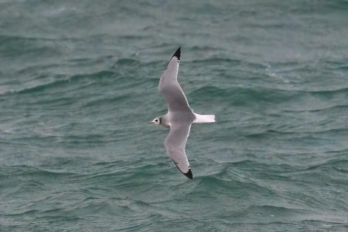 Black-legged Kittiwake - ML647068567