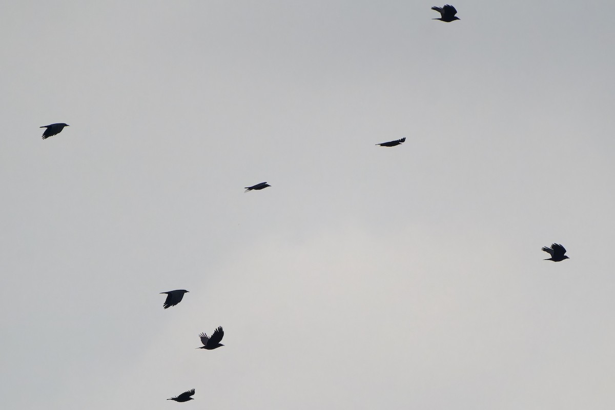 Ekin Kargası - ML647068572