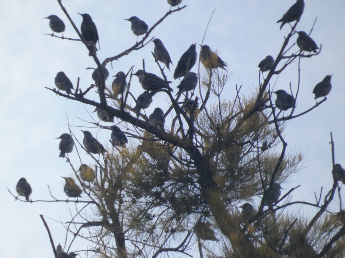 Étourneau unicolore - ML647068574