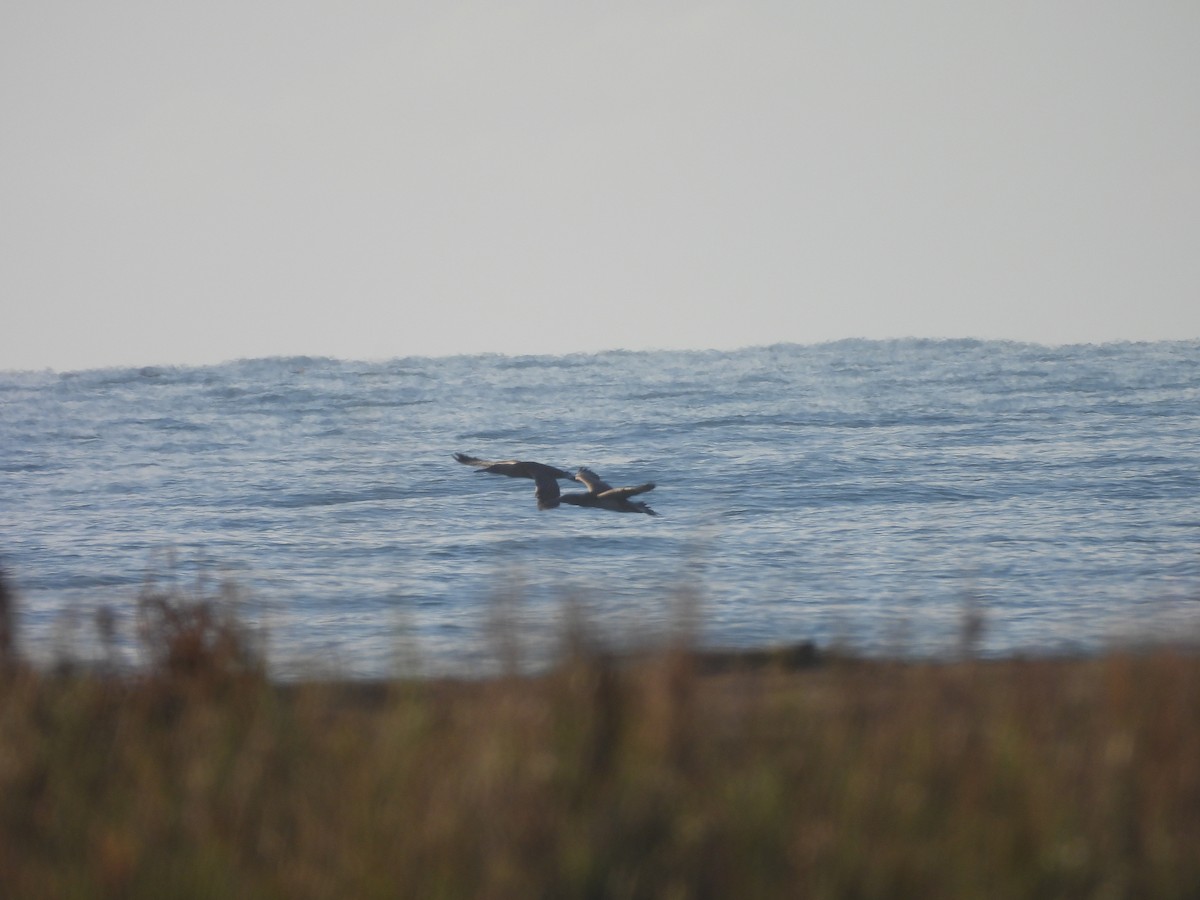 Alcatraz Atlántico - ML647068575