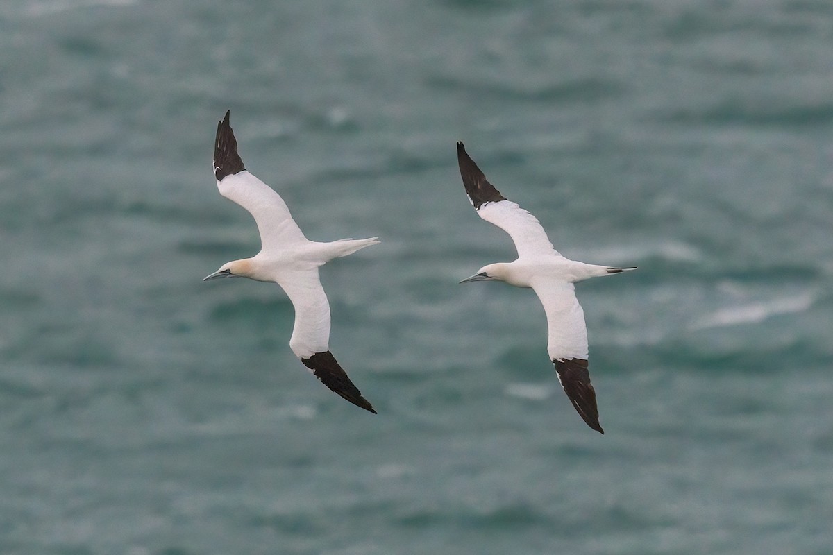Alcatraz Atlántico - ML647068582