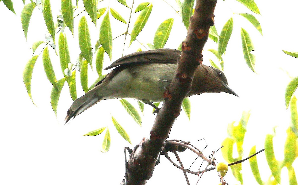 Philippine Bulbul - ML647068597