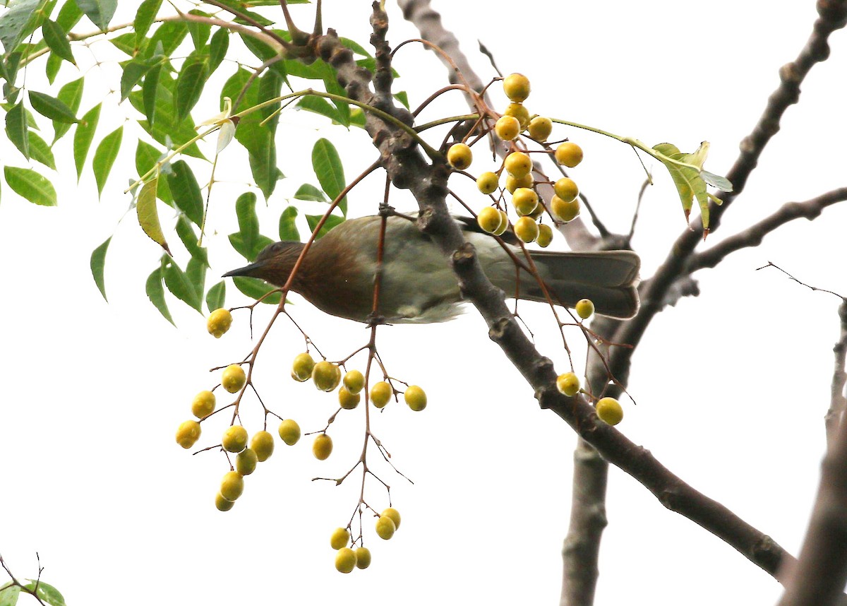 Philippine Bulbul - ML647068598