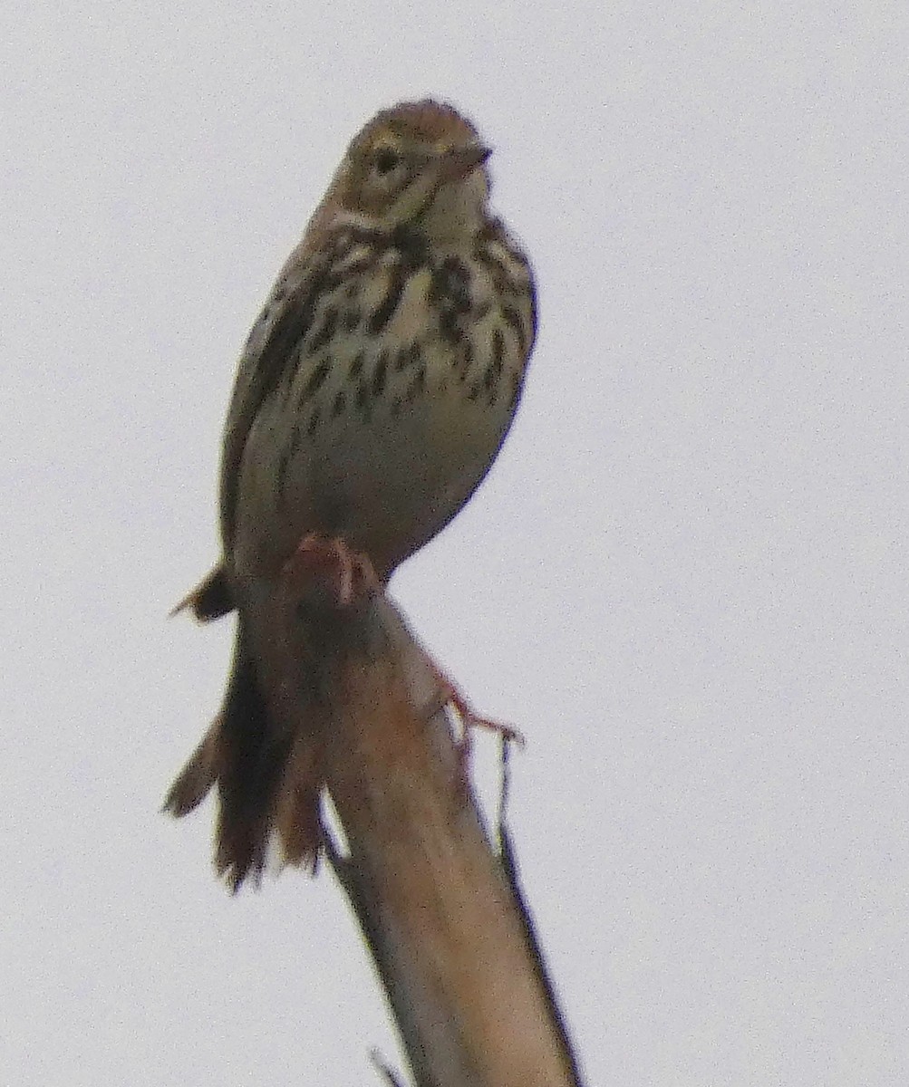 林鷚 - ML647068599