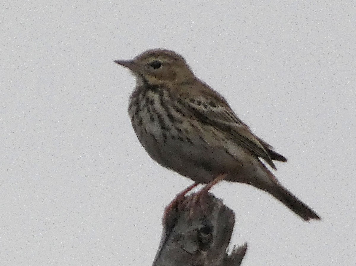 林鷚 - ML647068600