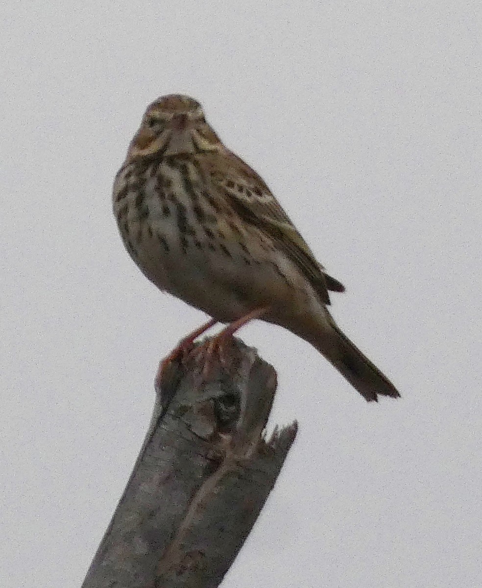 林鷚 - ML647068601