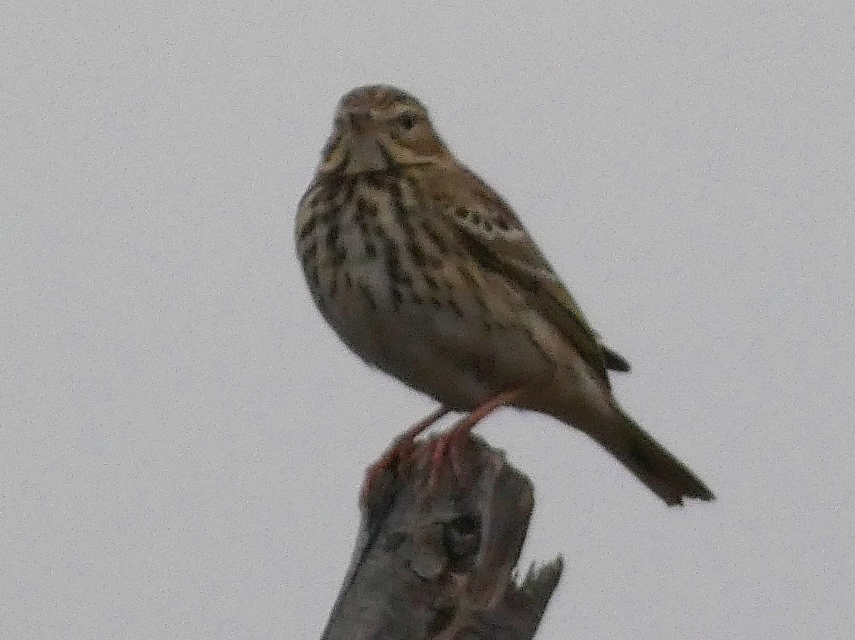 林鷚 - ML647068602