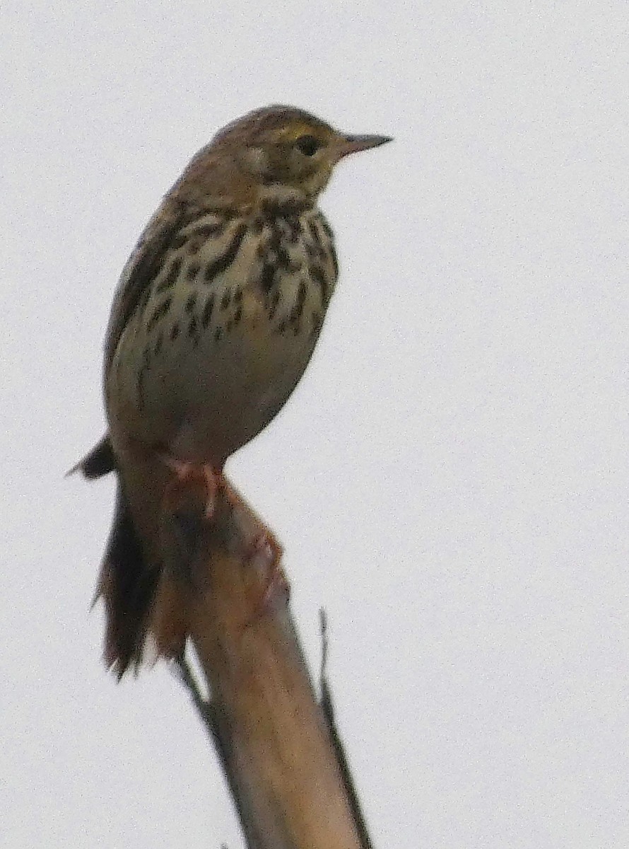 林鷚 - ML647068603