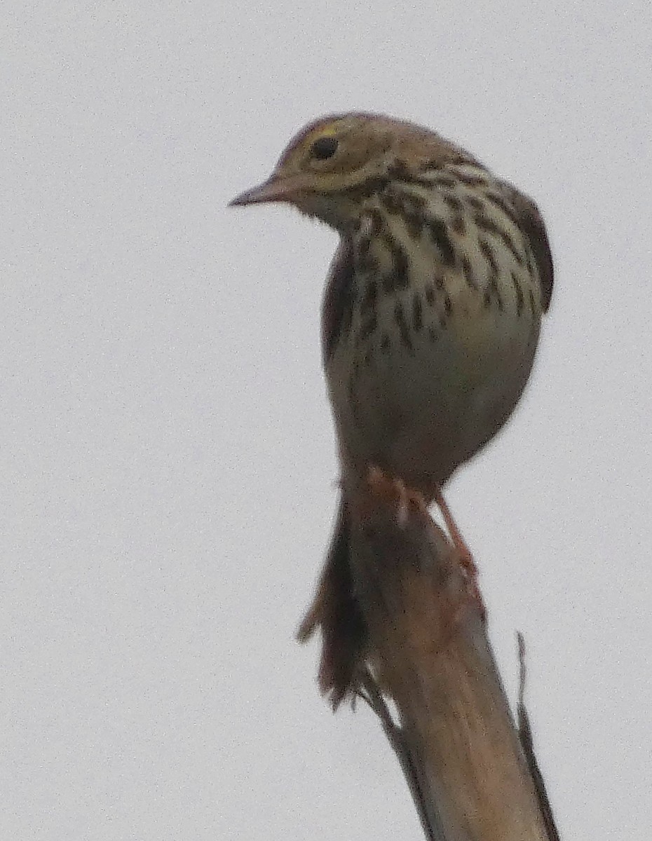 林鷚 - ML647068604