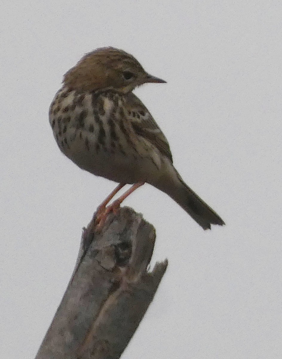 林鷚 - ML647068605